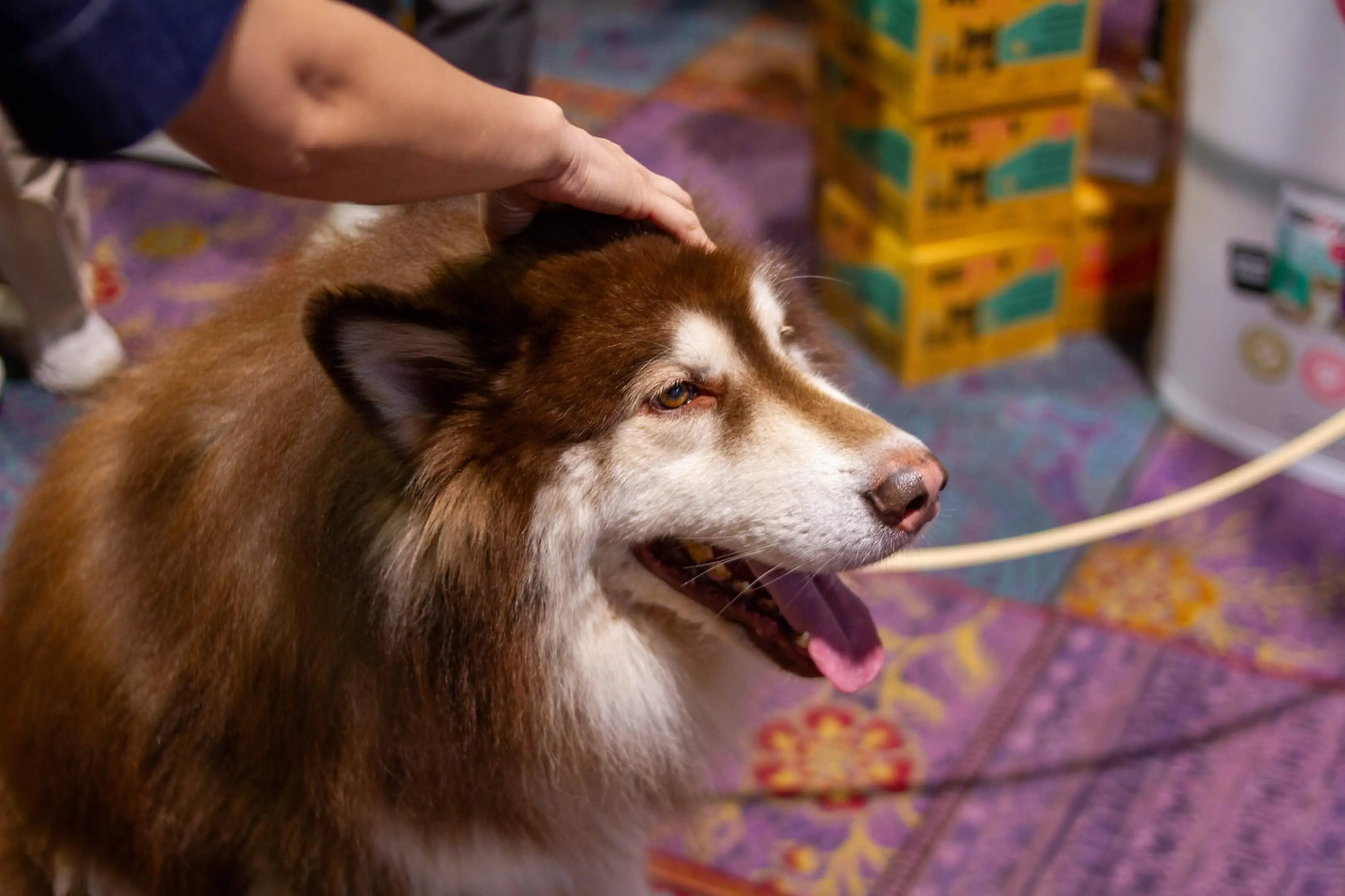A very good dog