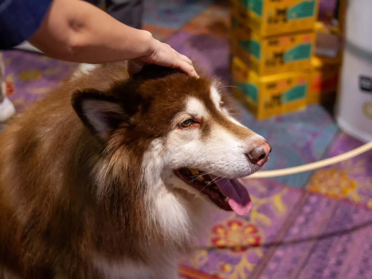 A friendly dog at an event in Songkla